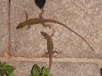 maudoc.com • Italian Wall Lizard - Lucertola campestre - Podarcis siculus •  lucertolacampestre05.jpg   Sardinia : Lucertola campestre