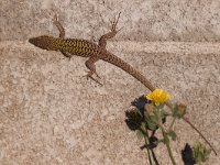 maudoc.com • Italian Wall Lizard - Lucertola campestre - Podarcis siculus •  lucertolacampestre06.jpg   Sardinia : Lucertola campestre
