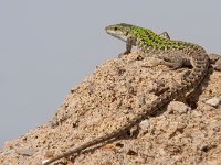 maudoc.com • Italian Wall Lizard - Lucertola campestre - Podarcis siculus •  lucertolacampestre07.jpg   Ventotene : Lucertola campestre