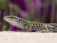 maudoc.com • Italian Wall Lizard - Lucertola campestre - Podarcis siculus •  lucertolacampestre08.jpg   Ventotene : Lucertola campestre