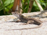 maudoc.com • Italian Wall Lizard - Lucertola campestre - Podarcis siculus •  lucertolacampestre09.jpg   Ventotene : Lucertola campestre