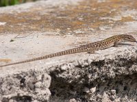 maudoc.com • Italian Wall Lizard - Lucertola campestre - Podarcis siculus •  lucertolacampestre10.jpg   Ventotene : Lucertola campestre