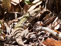 maudoc.com • Italian Wall Lizard - Lucertola campestre - Podarcis siculus •  lucertolacampestre11.jpg   Pantelleria : Lucertola campestre