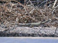 maudoc.com • Italian Wall Lizard - Lucertola campestre - Podarcis siculus •  lucertolasicilia01.jpg   Sicily : Lucertola campestre