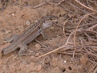 maudoc.com • Italian Wall Lizard - Lucertola campestre - Podarcis siculus •  lucertolasicilia02.jpg   Sicily : Lucertola campestre