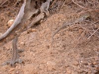 maudoc.com • Italian Wall Lizard - Lucertola campestre - Podarcis siculus •  lucertolasicilia03.jpg   Sicily : Lucertola campestre