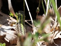maudoc.com • Balkan Wall Lizard - Lucertola del Tauro -  Podarcis tauricus •  IMG_7000.jpg : Lucertola