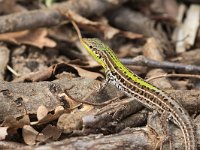 Balkan Wall Lizard - Lucertola del Tauro -  Podarcis tauricus