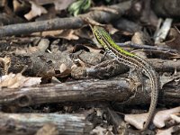 maudoc.com • Balkan Wall Lizard - Lucertola del Tauro -  Podarcis tauricus •  IMG_7078.jpg : Lucertola