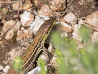 maudoc.com • Sicilian Wall Lizard - Lucertola di Wagler - Podarcis waglerianus •  IMG_2912.jpg : Lucertola di Wagler