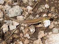 Sicilian Wall Lizard - Lucertola di Wagler - Podarcis waglerianus