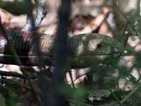 Sheltopusik - Ofisario europeo - Pseudopus apodus