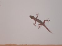 maudoc.com • Yellow Fan-fingered Gecko - Geco piedi a ventosa - Ptyodactylus hasselquisti •  marsa01.jpg : Geco