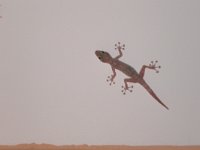 Yellow Fan-fingered Gecko - Geco piedi a ventosa - Ptyodactylus hasselquisti