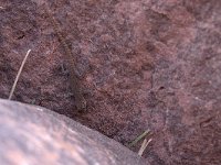 Atlas Day Gecko - Quedenfeldtia trachyblepharus