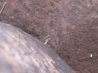 maudoc.com • Atlas Day Gecko - Quedenfeldtia trachyblepharus •  IMG_7142.jpg : Geco