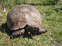 Leopard Tortoise - Tartaruga leopardo - Stigmochelys pardalis