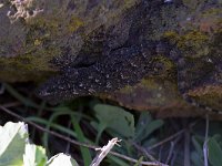 maudoc.com • Common Wall Gecko - Geco comune - Tarentola mauritanica •  IMG_1842.jpg : Geco