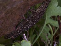 maudoc.com • Common Wall Gecko - Geco comune - Tarentola mauritanica •  IMG_1847.jpg : Geco