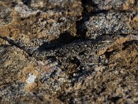 maudoc.com • Common Wall Gecko - Geco comune - Tarentola mauritanica •  IMG_1867b.jpg : Geco