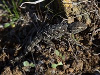 maudoc.com • Common Wall Gecko - Geco comune - Tarentola mauritanica •  IMG_1873.jpg : Geco