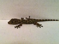 Common Wall Gecko - Geco comune - Tarentola mauritanica
