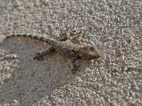 maudoc.com • Common Wall Gecko - Geco comune - Tarentola mauritanica •  IMG_3814.jpg   Verona : Geco