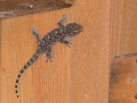 maudoc.com • Common Wall Gecko - Geco comune - Tarentola mauritanica •  IMG_8521.jpg : Geco