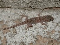 maudoc.com • Common Wall Gecko - Geco comune - Tarentola mauritanica •  gecocomune01.jpg : Geco comune - Tarentola mauritanica