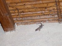 maudoc.com • Common Wall Gecko - Geco comune - Tarentola mauritanica •  gecocomunesardegna01.jpg : Geco