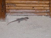 maudoc.com • Common Wall Gecko - Geco comune - Tarentola mauritanica •  gecocomunesardegna02.jpg : Geco