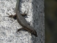 maudoc.com • Madeiran Wall Lizard - Lucertola muraiola di Madera - Teira dugesii •  lucertolamadera01.jpg : Lucertola muraiola di Madera