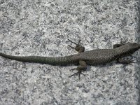 Madeiran Wall Lizard - Lucertola muraiola di Madera - Teira dugesii