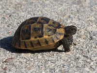 Spur-thighed Tortoise - Testuggine greca - Testudo graeca