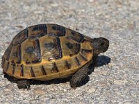 maudoc.com • Spur-thighed Tortoise - Testuggine greca - Testudo graeca •  IMG_6647.jpg : Tartaruga