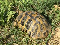 maudoc.com • Hermann's Tortoise - Tartaruga di Hermann - Testudo hermanni •  IMG_6523.jpg : Tartaruga