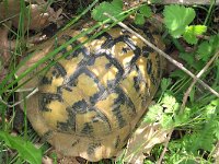 maudoc.com • Hermann's Tortoise - Tartaruga di Hermann - Testudo hermanni •  IMG_6534.jpg : Tartaruga