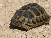 Hermann&#39;s Tortoise - Tartaruga di Hermann - Testudo hermanni