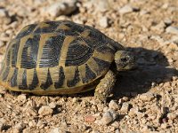 maudoc.com • Hermann's Tortoise - Tartaruga di Hermann - Testudo hermanni •  IMG_6911.jpg : Tartaruga