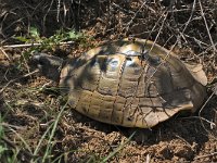 maudoc.com • Hermann's Tortoise - Tartaruga di Hermann - Testudo hermanni •  IMG_7022.jpg : Tartaruga