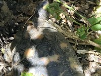 maudoc.com • Marginated Tortoise - Tartaruga marginata - Testudo marginata •  IMG_6614.jpg : Tartaruga