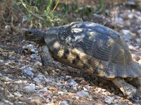 maudoc.com • Marginated Tortoise - Tartaruga marginata - Testudo marginata •  IMG_7109.jpg : Tartaruga