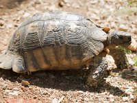 Marginated Tortoise - Tartaruga marginata - Testudo marginata