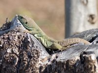 Ocellated Lizard - Lucertola ocellata - Timon lepidus