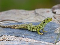 maudoc.com • Ocellated Lizard - Lucertola ocellata - Timon lepidus •  lucertolaocellata01.jpg : Lucertola ocellata