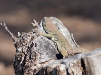 maudoc.com • Ocellated Lizard - Lucertola ocellata - Timon lepidus •  lucertolaocellata02.jpg : Lucertola ocellata