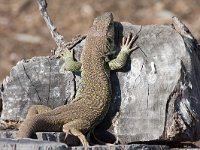 maudoc.com • Ocellated Lizard - Lucertola ocellata - Timon lepidus •  lucertolaocellata03.jpg : Lucertola ocellata