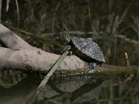 maudoc.com • Pond Slider - Testuggine palustre americana - Trachemys scripta •  IMG_3396.jpg : Testuggine orecchierosse