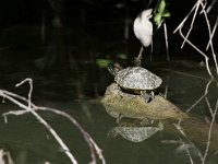 maudoc.com • Pond Slider - Testuggine palustre americana - Trachemys scripta •  IMG_3397.jpg : Testuggine orecchierosse