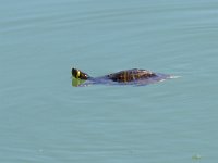 maudoc.com • Pond Slider - Testuggine palustre americana - Trachemys scripta •  IMG_7009.jpg   T. s. scripta : Tartaruga acquatica, Testuggine palustre